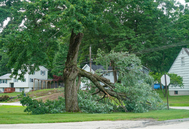 Best Utility Line Clearance  in Mila Doce, TX