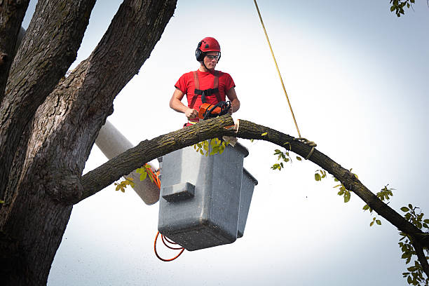 How Our Tree Care Process Works  in  Mila Doce, TX